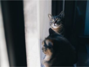 Consejos para evitar la ansiedad en gatos. Mallas Económicas para gatos en Bogotá