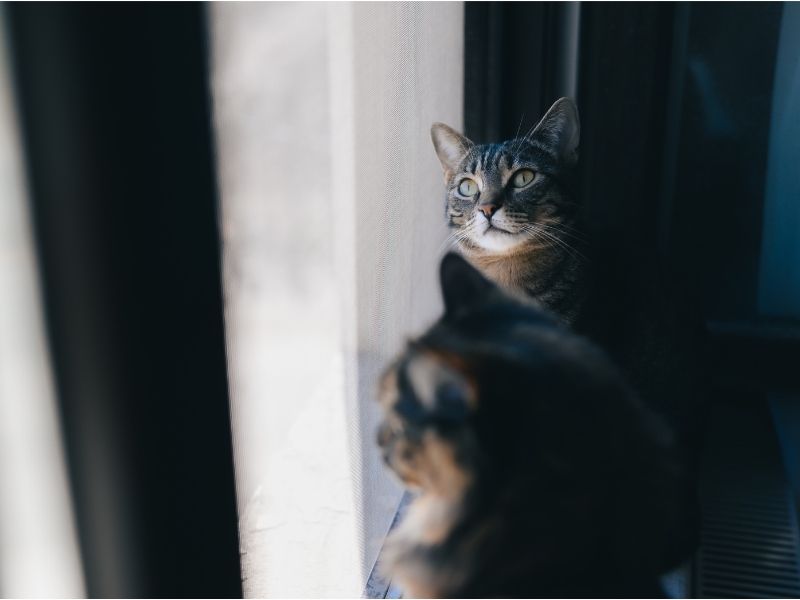 Consejos para evitar la ansiedad en gatos. Mallas Económicas para gatos en Bogotá