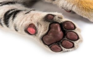 3 Consejos claves para cuidar las patas de tu gato. Mallas Económicas para gatos en Bogotá