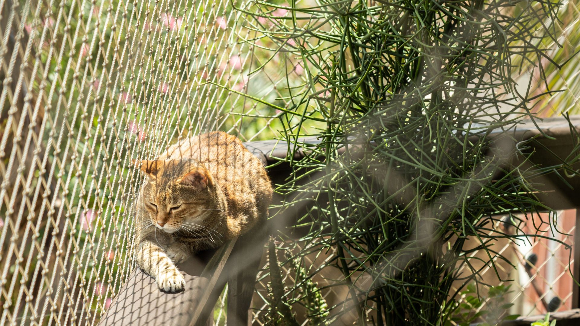 Mallas de seguridad para gatos: ¿Qué debes tener en cuenta al elegir la mejor opción?