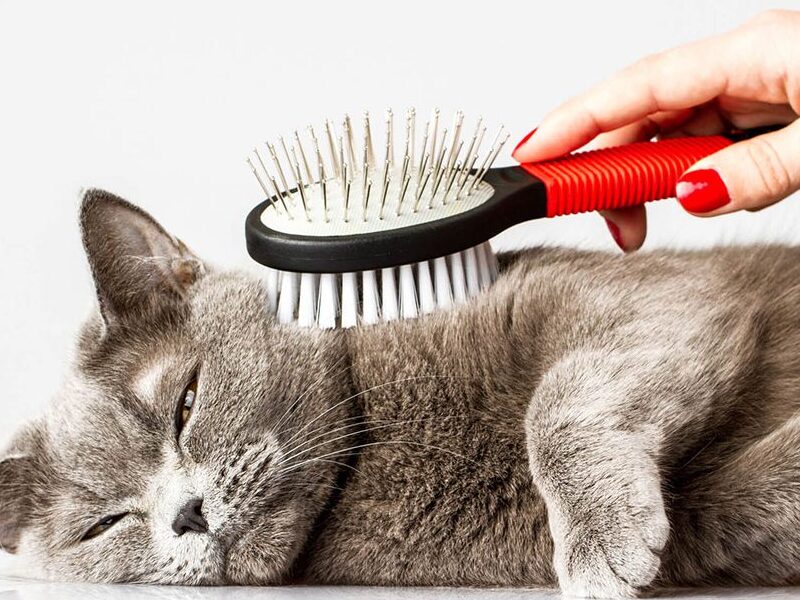 5 Técnicas de cepillado adecuadas para gatos de pelo largo y corto