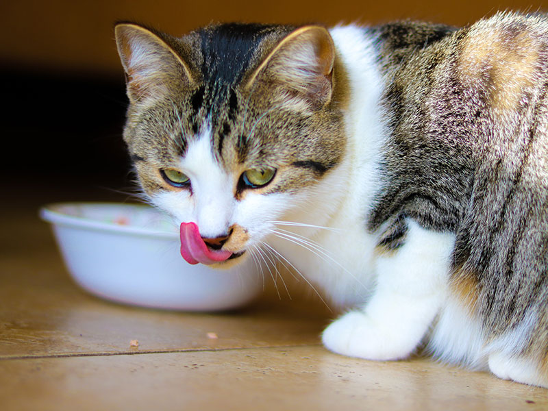 La dieta adecuada para la salud de la piel y el pelaje de tu gato