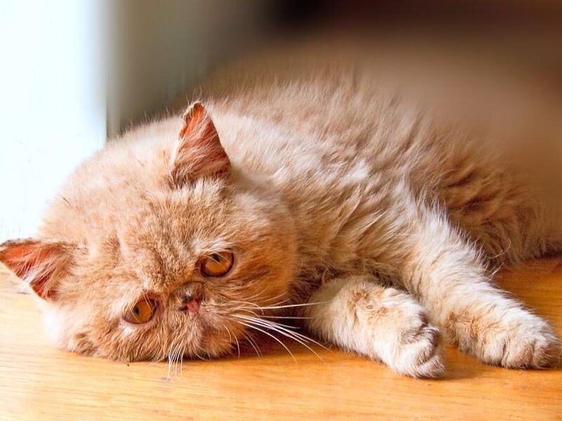 El control de la temperatura en el hogar para evitar que tu gato sufra de calor o frío