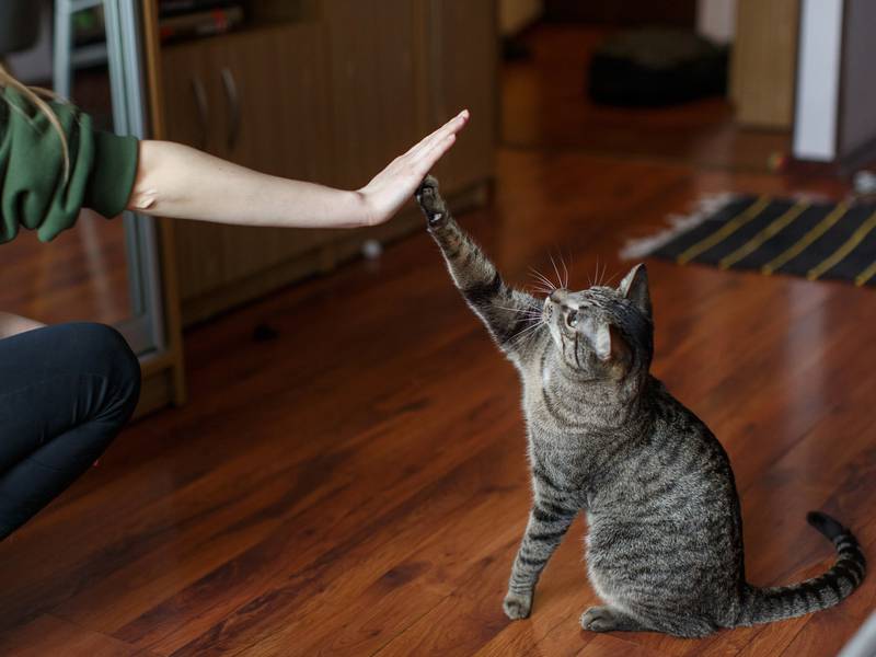 ¿Cómo Saber Si un Gato Ama a su Dueño?