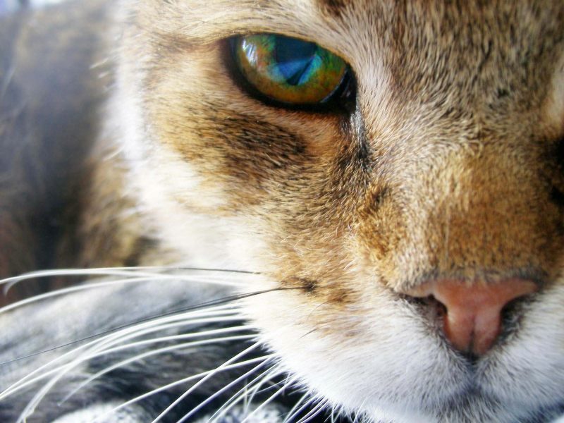 Estos son los Colores que los Gatos Aprecian de Manera Diferente a los Humanos