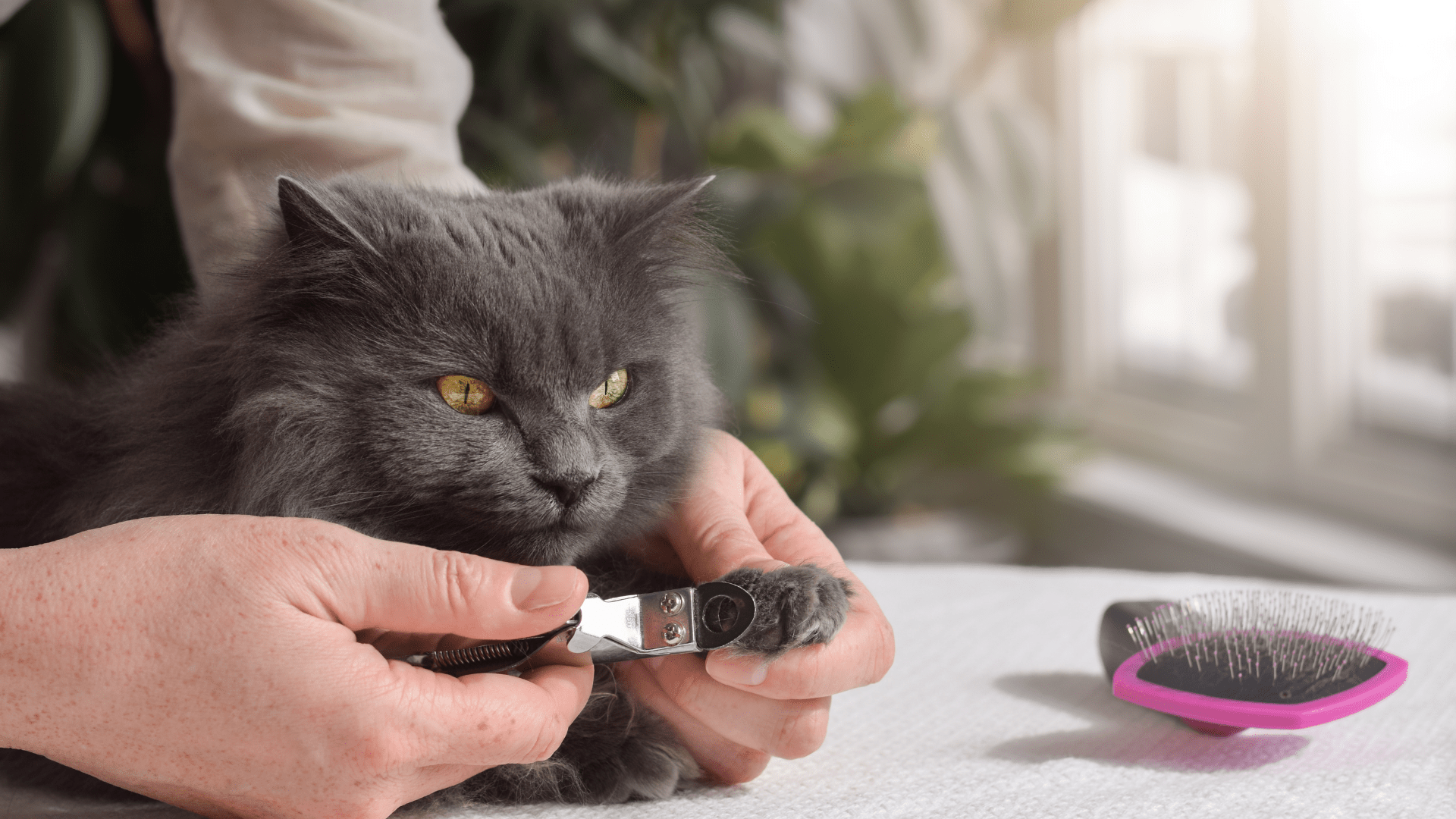 Cortar las uñas de tu gato de forma segura en 5 pasos