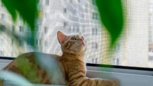 ¿Cómo hacer que tu casa sea un espacio seguro para tu gato?