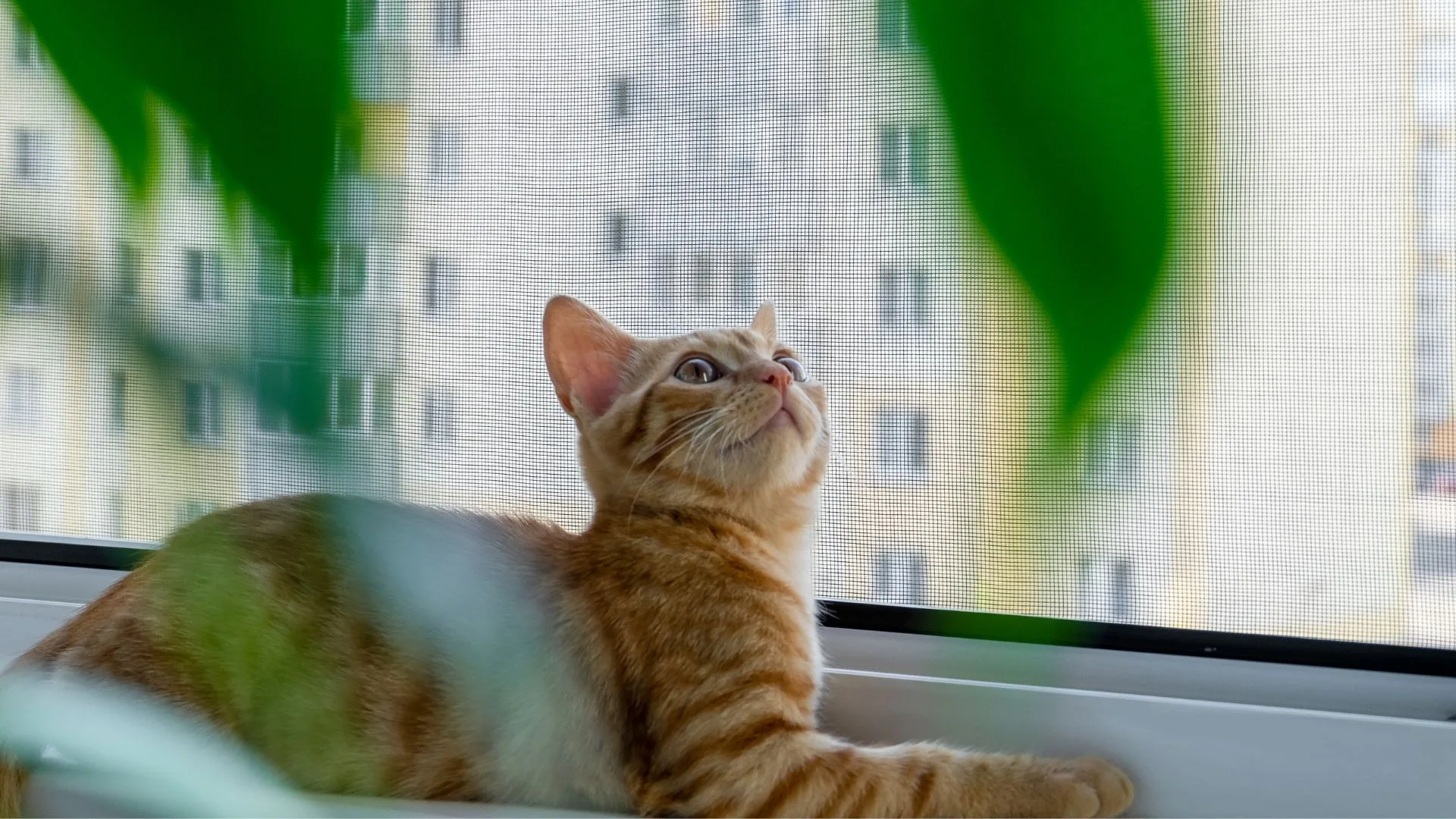 ¿Cómo hacer que tu casa sea un espacio seguro para tu gato?