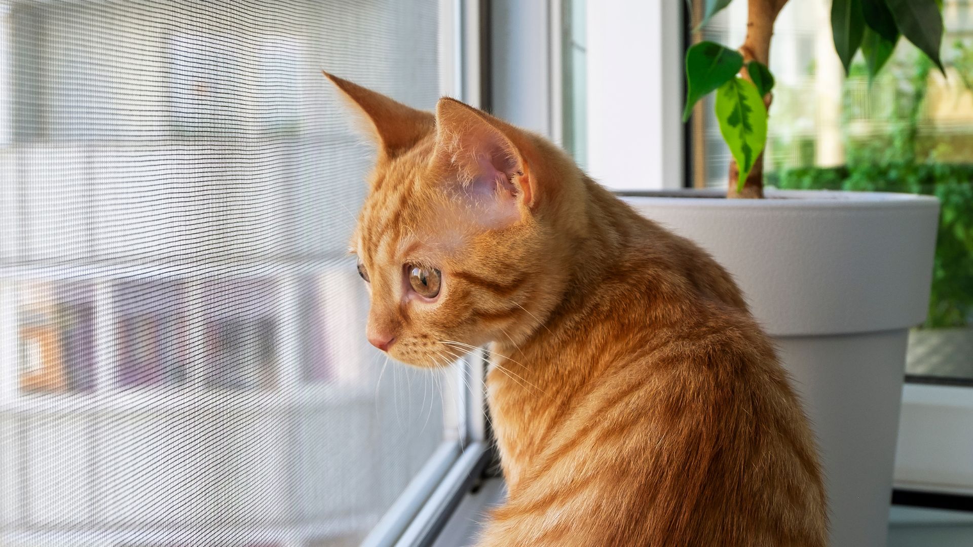 ¿Cómo evitar que tu gato se salga por la ventana? Con Mallas de Seguridad