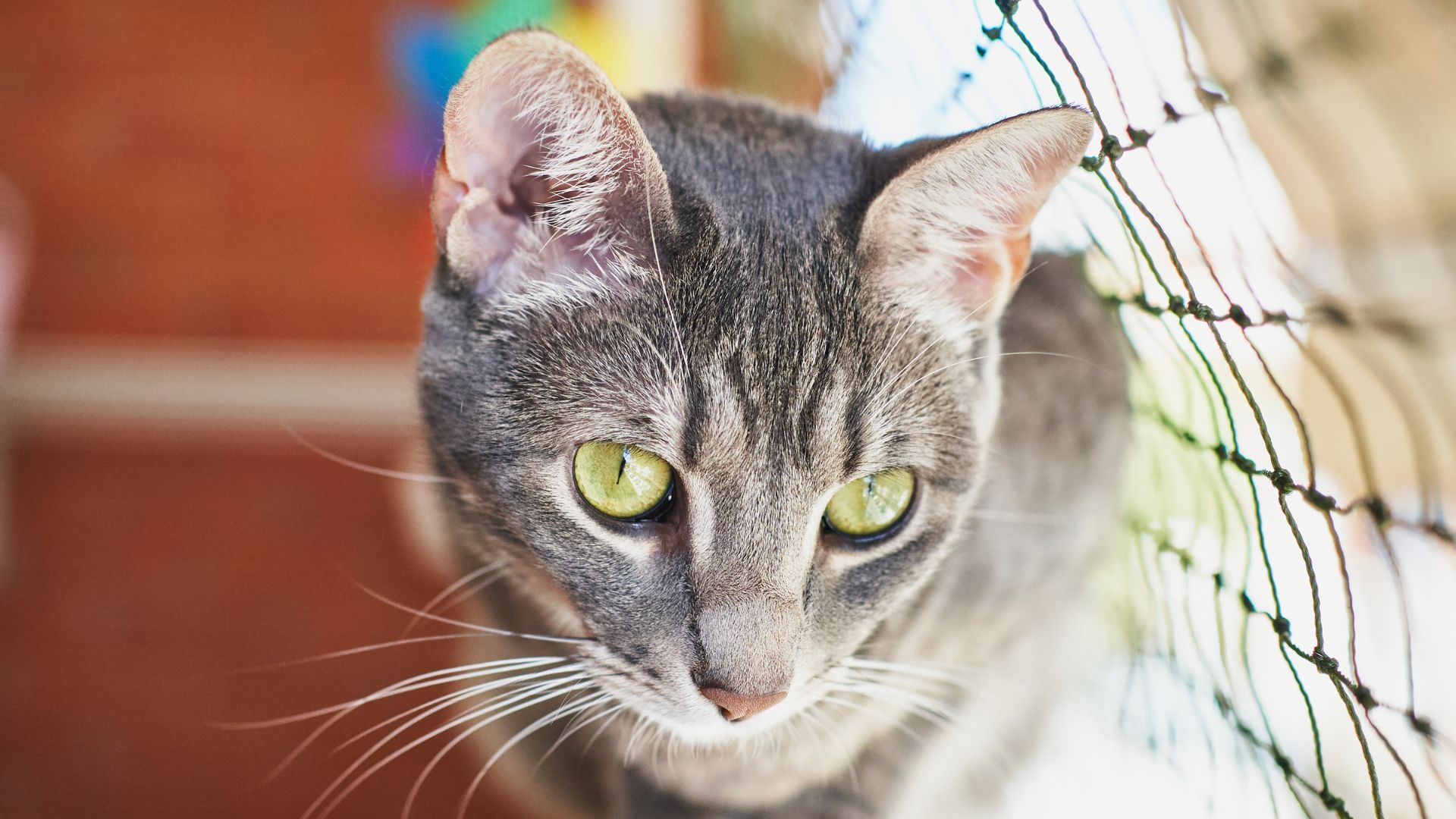 Mallas de Seguridad para Gatos: Una Inversión en la Seguridad y Bienestar de tus Mascotas