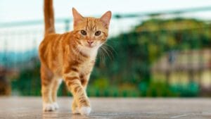 ¿Tu gato es curioso? Protege ventanas y balcones con mallas de seguridad en Bogotá