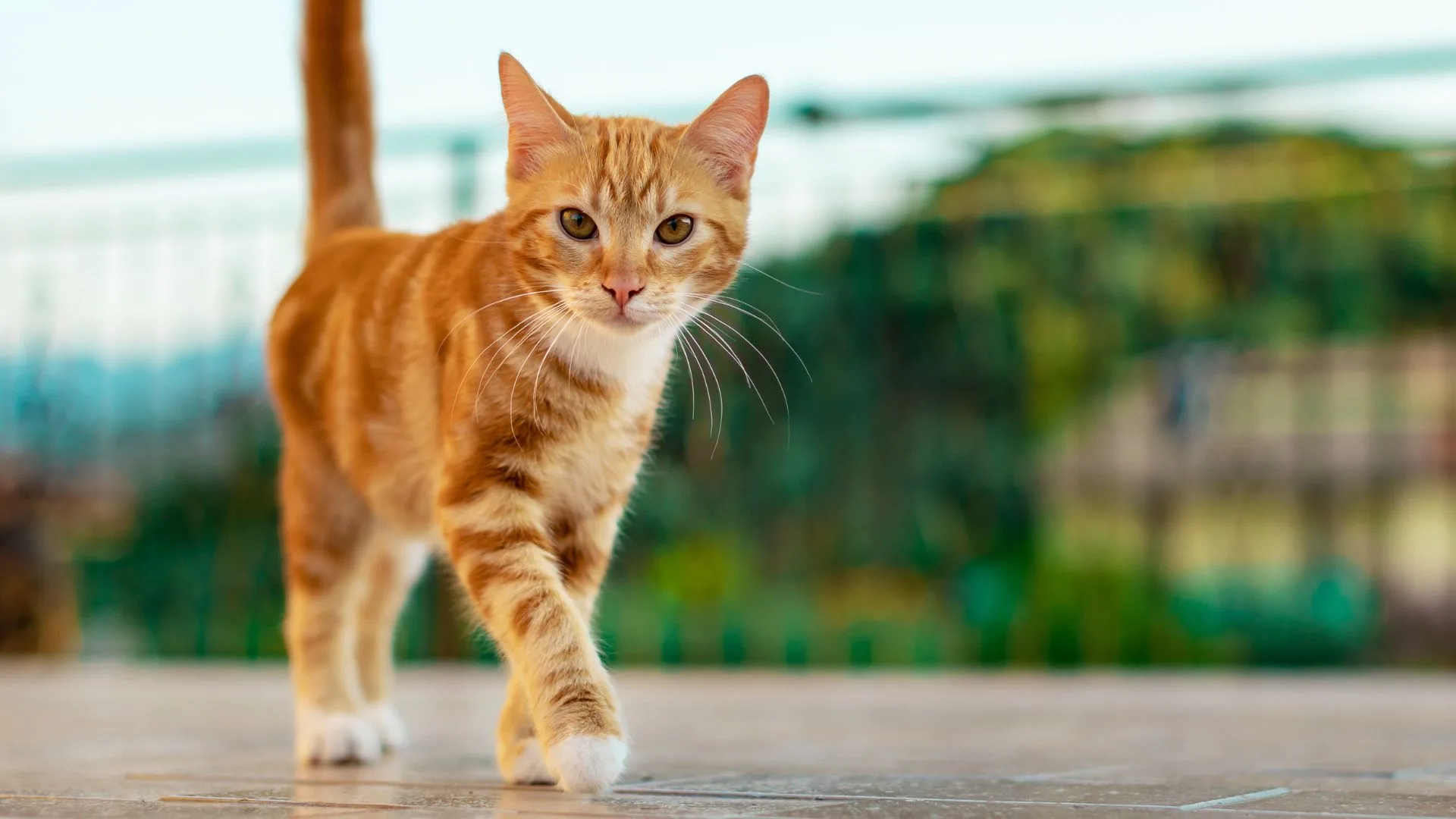 ¿Tu gato es curioso? Protege ventanas y balcones con mallas de seguridad en Bogotá