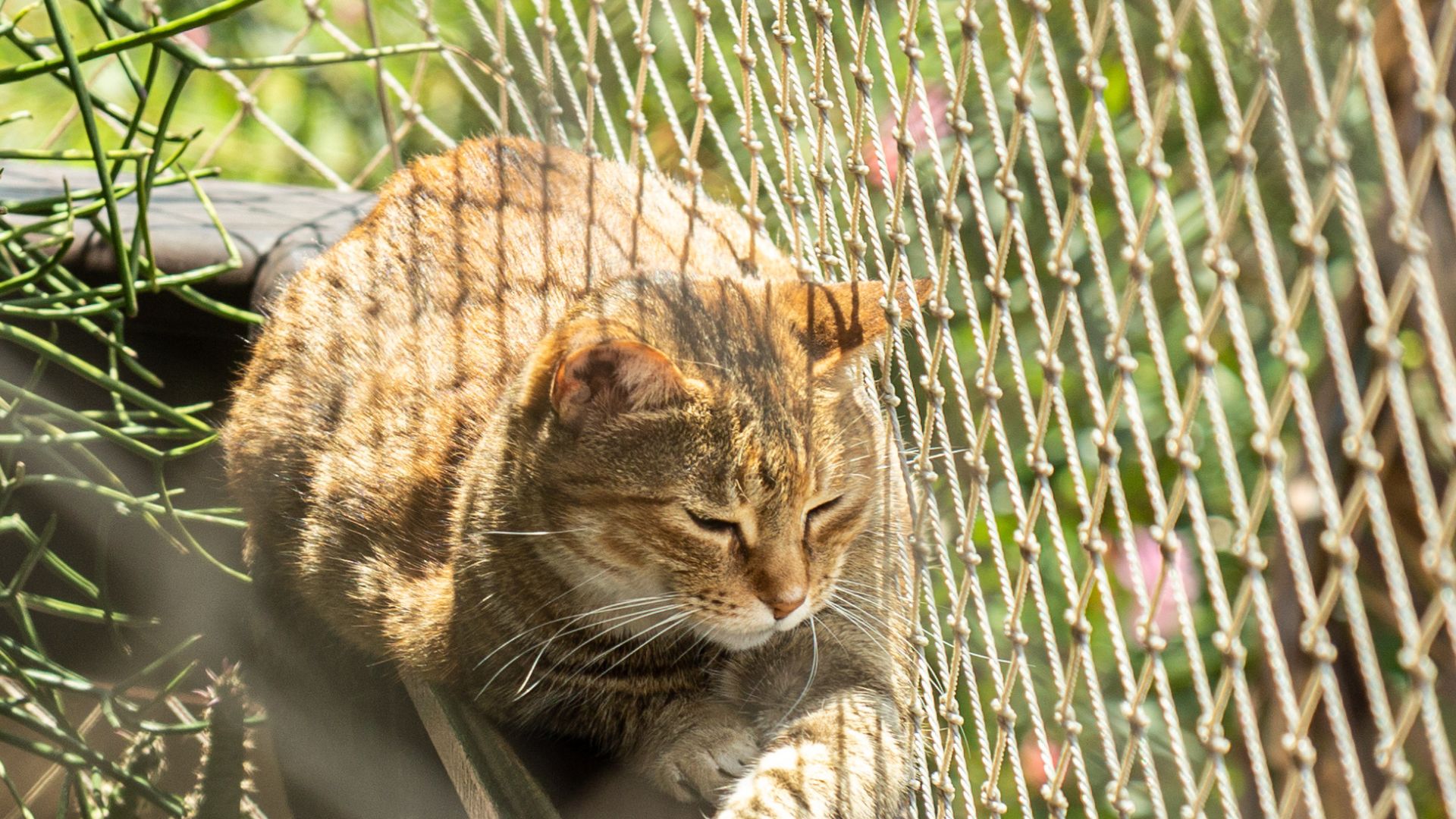 Ventajas de instalar mallas de seguridad en tu casa para gatos