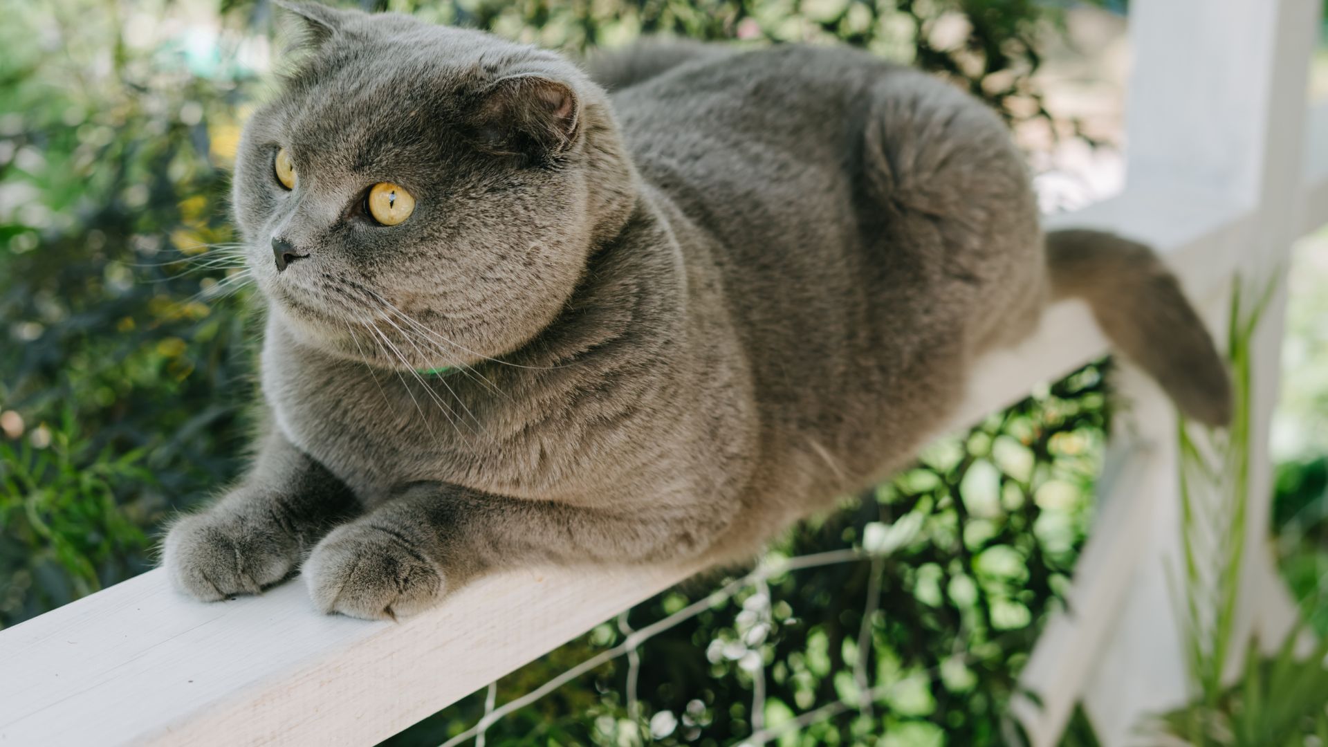 Todo lo que necesitas saber sobre la instalación de mallas de seguridad para gatos en Bogotá