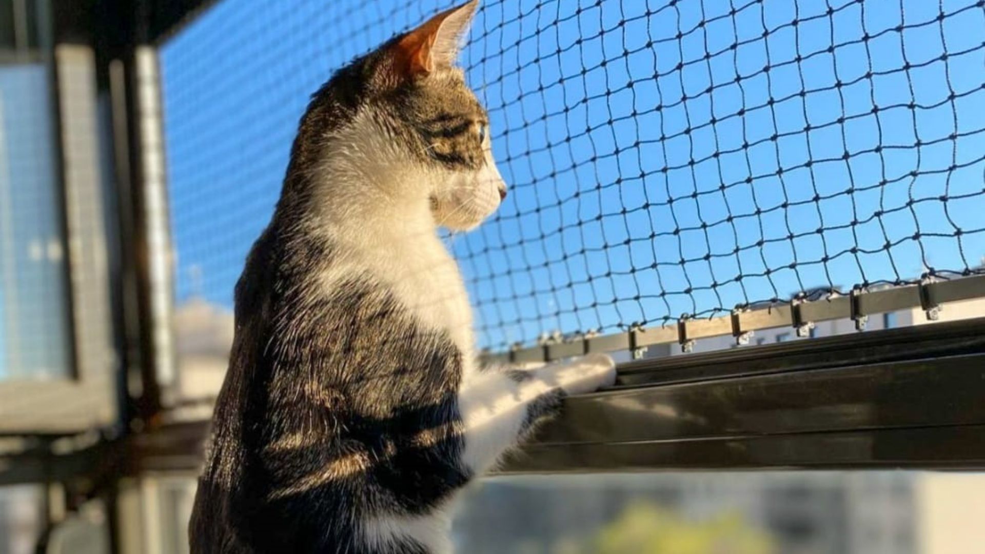 Consejos prácticos para proteger a tus gatos en casa con mallas de seguridad