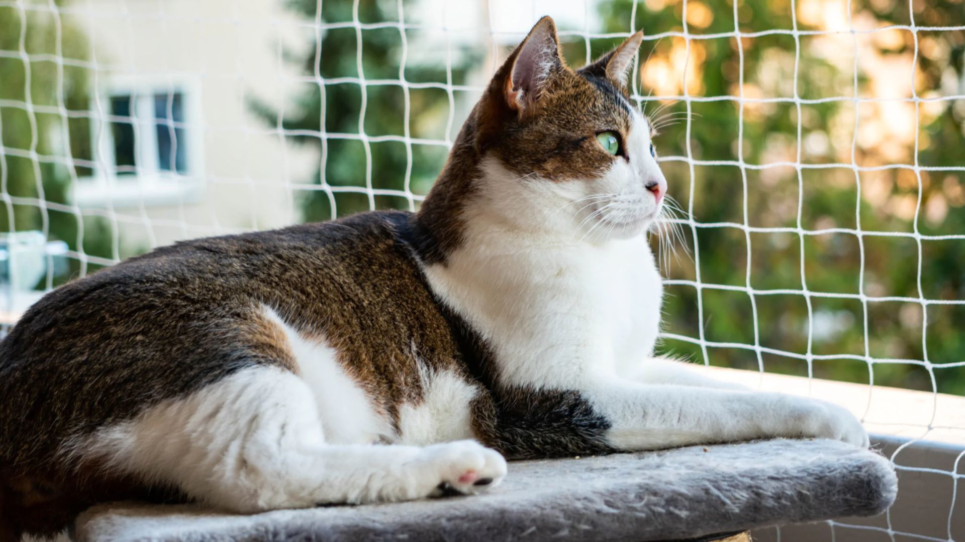 Protección sin compromiso: Descubre la calidad y durabilidad de las mallas de seguridad para gatos de Mallas Económicas