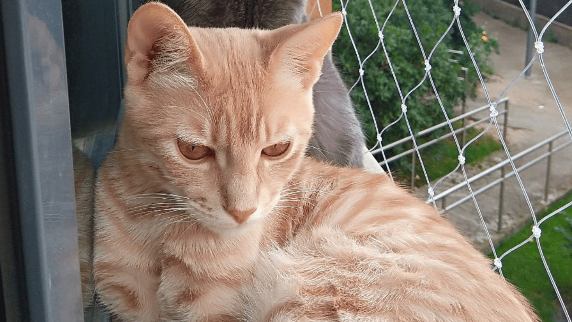 Ventanas Seguras para Gatos y Niños con Mallas de Seguridad