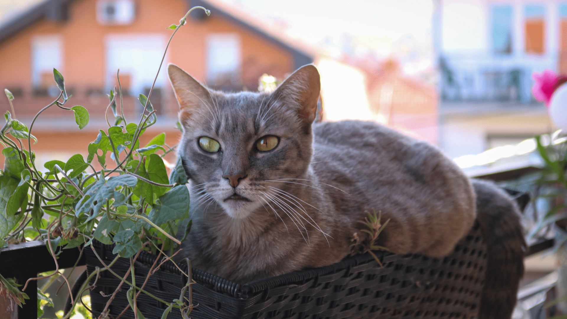 Beneficios de las Mallas de Seguridad para Gatos en Casas Multinivel