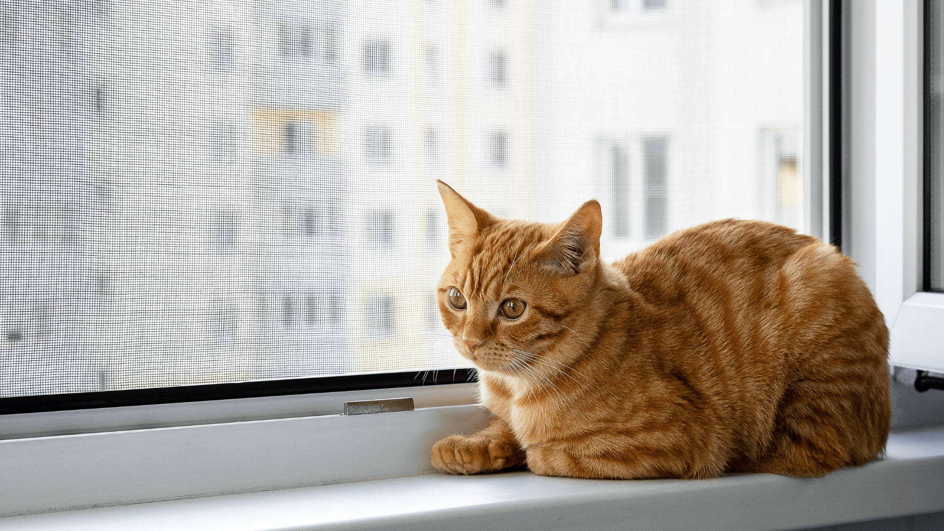 Cómo las Mallas de Seguridad para Gatos Reducen el Estrés y Aumentan la Seguridad