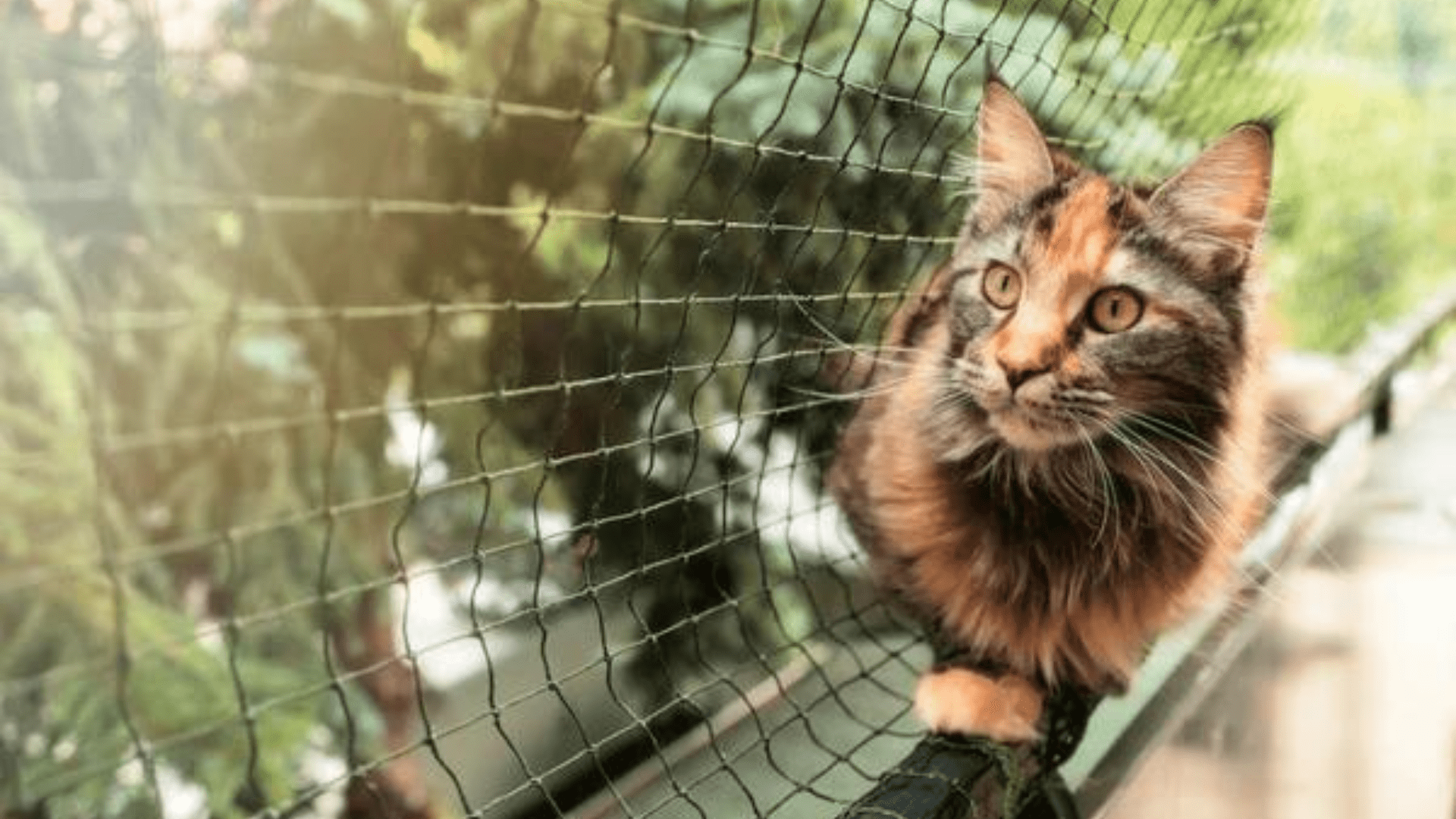 Terrazas y Balcones Seguros para tu Familia Peluda y Humana con mallas de seguridad