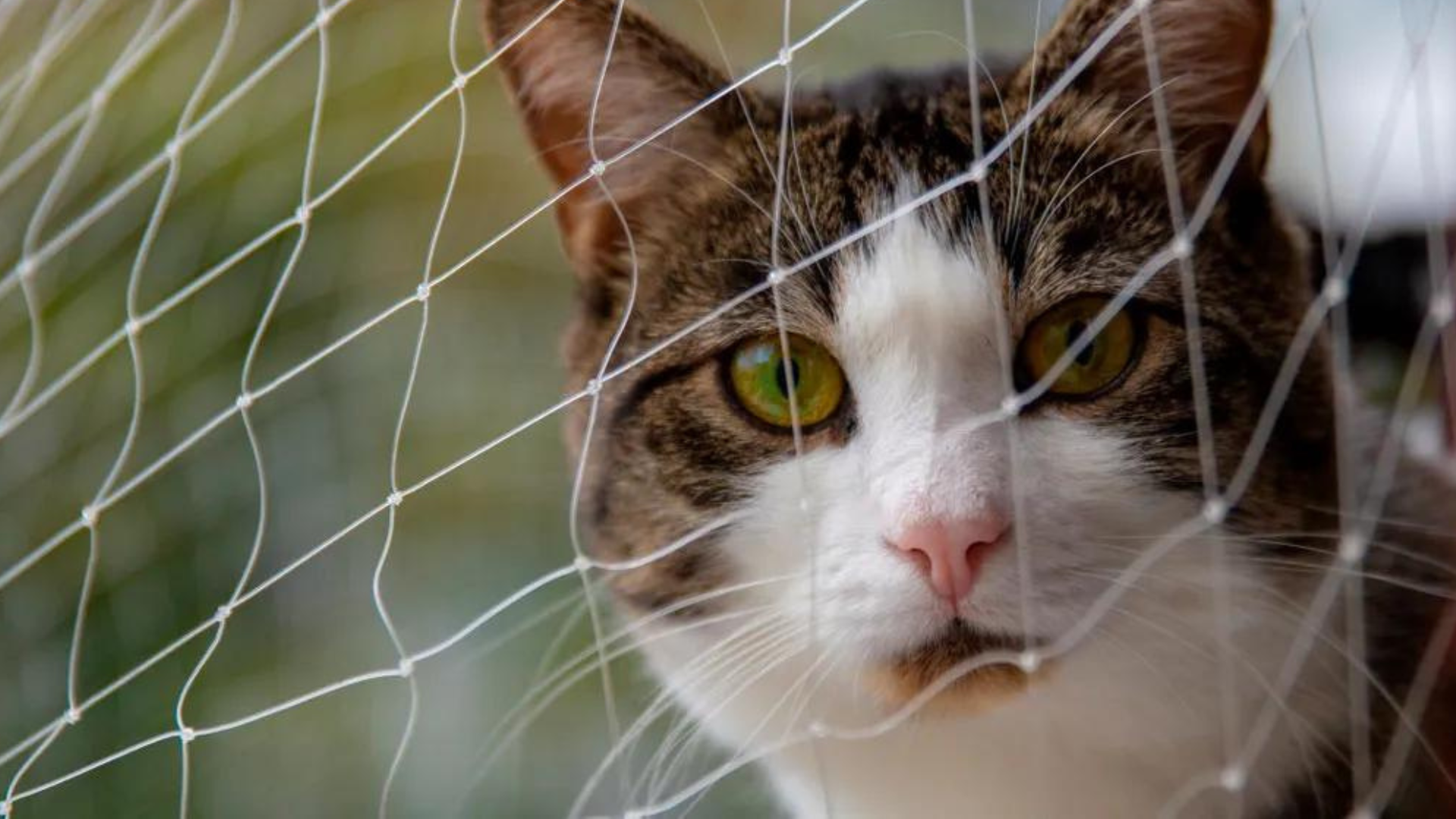 Cómo las Mallas de Seguridad Fomentan la Actividad Física en Gatos