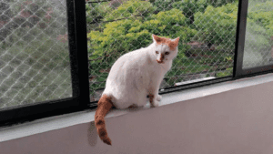 Mallas de Seguridad para Gatos y su Impacto en la Salud Mental de tu Mascota