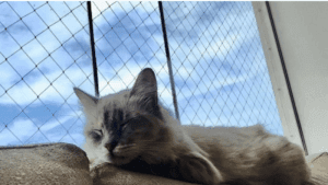 Mallas de seguridad para gatos: Todo lo que debes saber