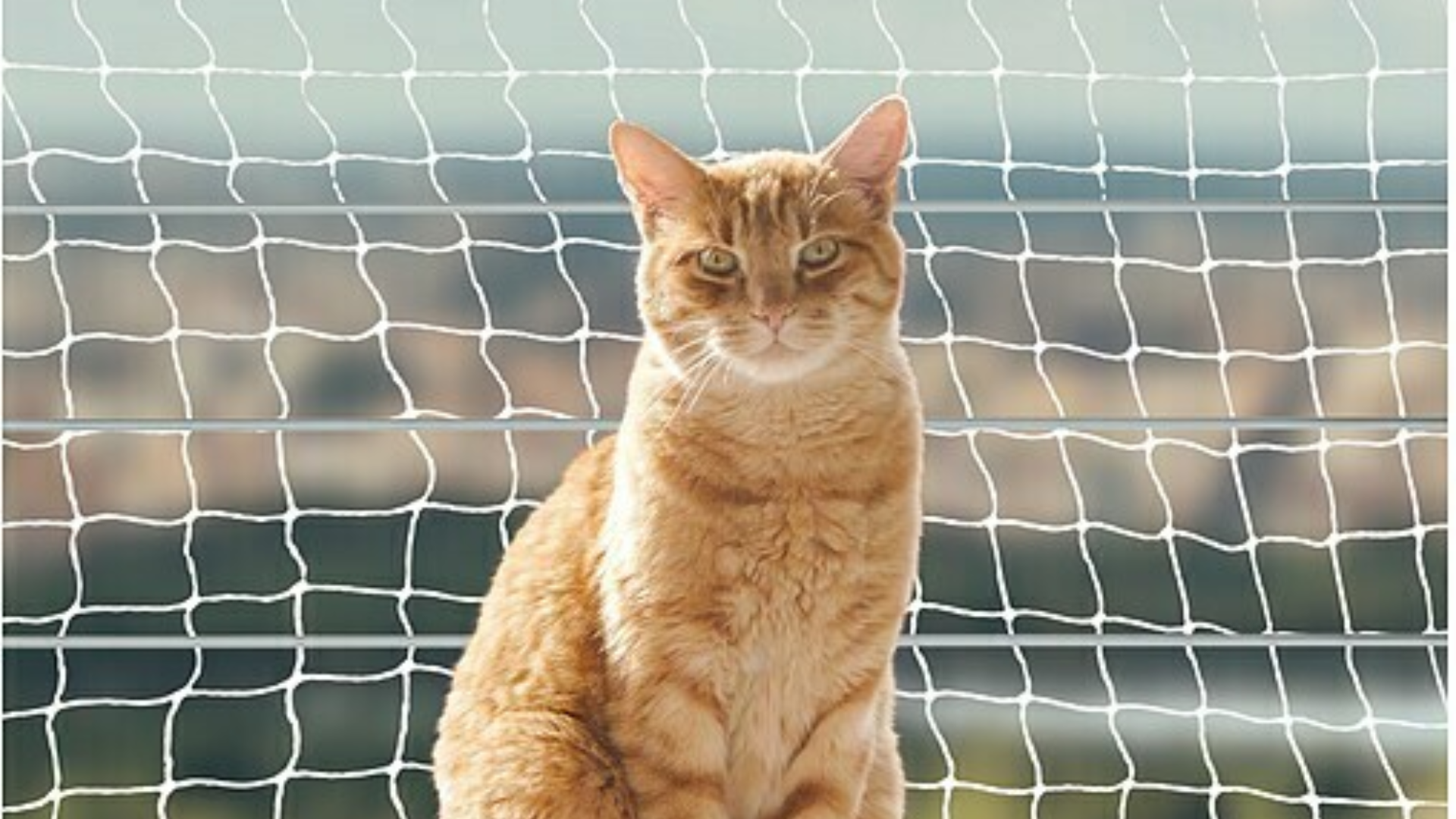 Desmontando Mitos sobre las Mallas de Seguridad para Gatos