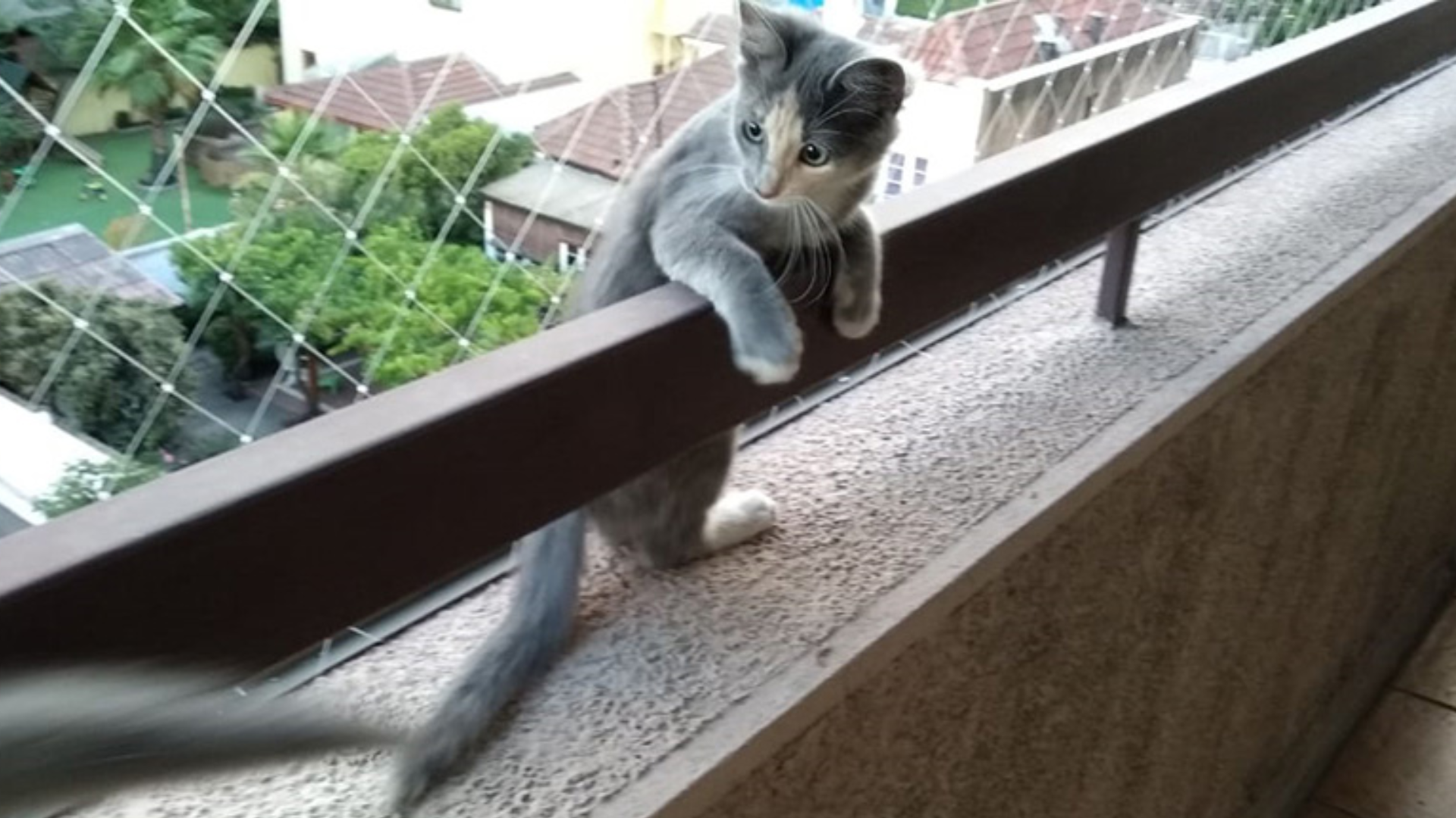 Cómo Evitar que tu Gato Corra Peligro en Ventanas y Balcones con Mallas Económicas