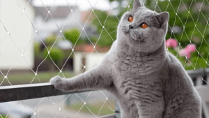 5 razones por las que tu hogar necesita mallas transparentes para gatos