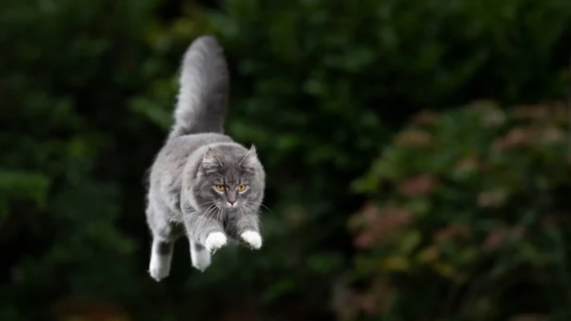 ¿Sabías que los Gatos Pueden Sobrevivir Grandes Caídas Mitos y Realidades
