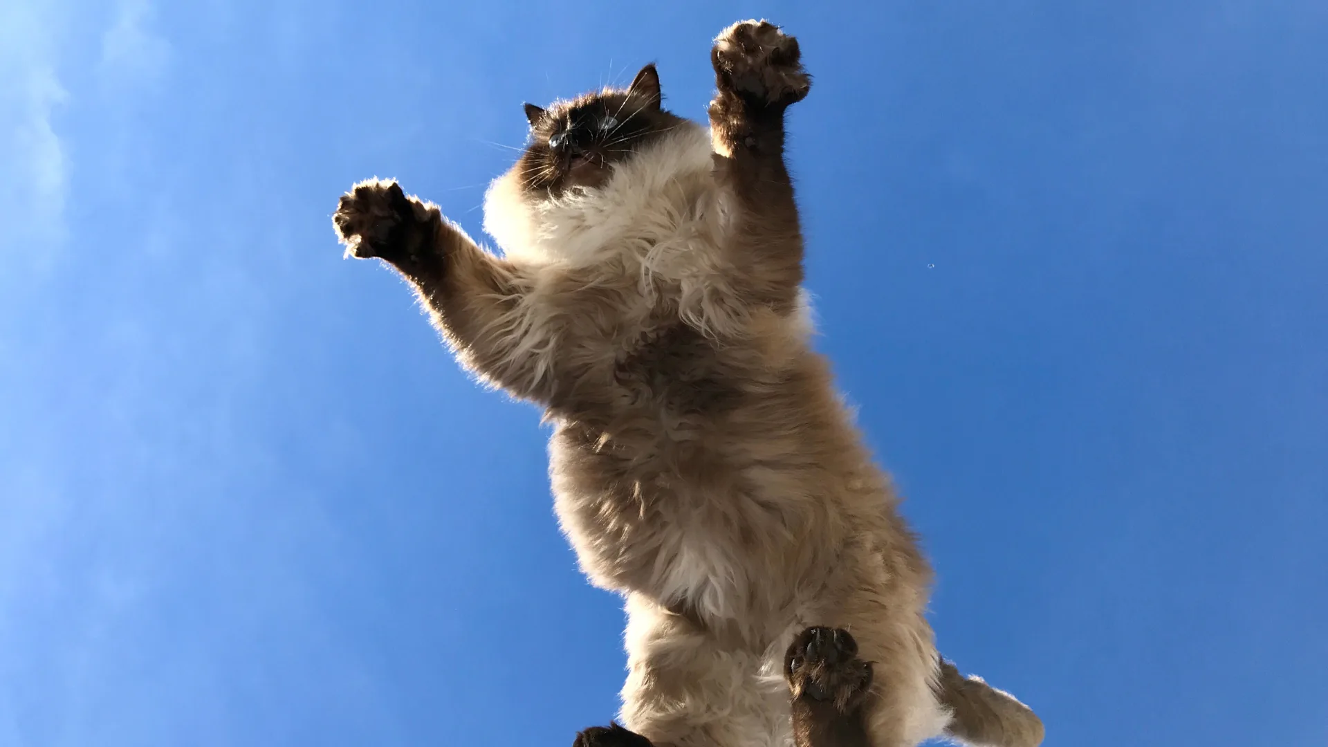 superpoder de los gatos