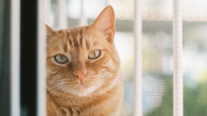 Mallas de seguridad para gatos: ¿Qué debes tener en cuenta al elegir la mejor opción?