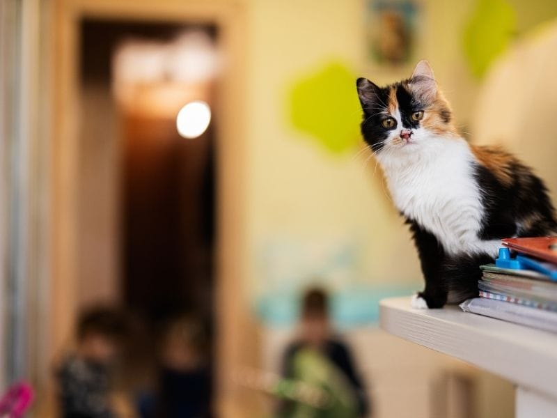 gato paracaidista