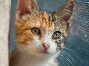 ¿Mi gato necesita protección aunque nunca haya intentado saltar?