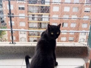 ¿Qué debo revisar para saber si mi malla sigue siendo segura para mi gato?