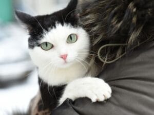 ¿Qué hacer si tu gato ha dañado parte de la malla de seguridad?