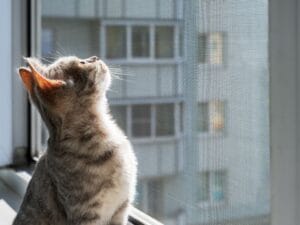 La importancia de instalar mallas de seguridad para gatos en apartamentos de pisos bajos