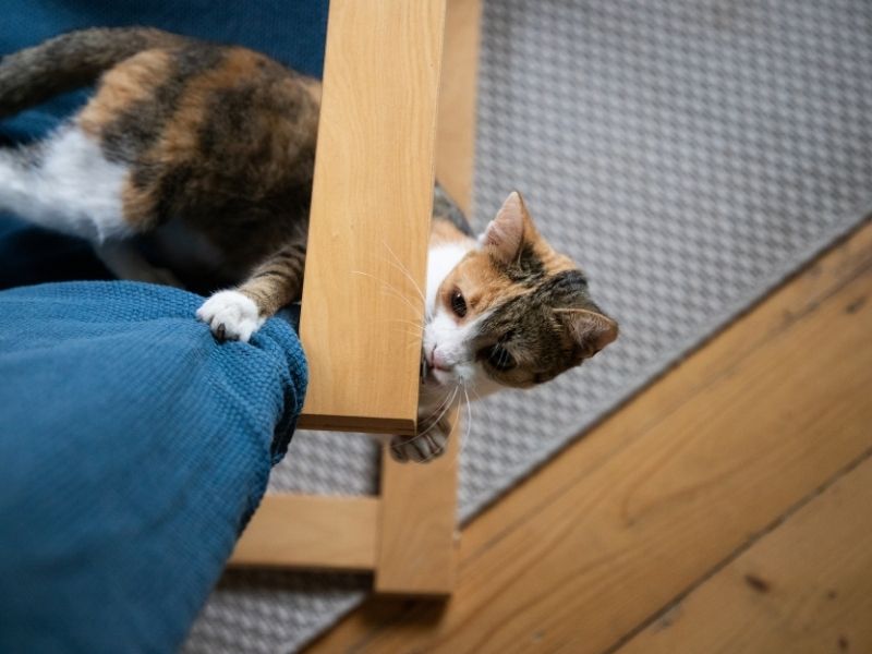 Qué hacer si mi gato intenta trepar la malla de seguridad