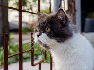 Mallas de seguridad vs rejas metálicas Cuál es mejor para tu gato
