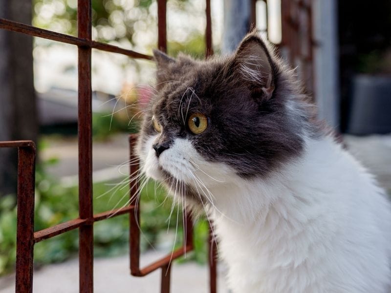 Mallas de seguridad vs rejas metálicas Cuál es mejor para tu gato