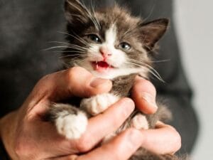 Cómo preparar tu casa antes de adoptar un gato por primera vez