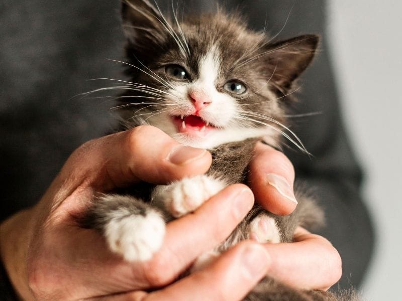 Cómo preparar tu casa antes de adoptar un gato por primera vez