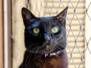 Los gatos necesitan salir al balcón Alternativas seguras