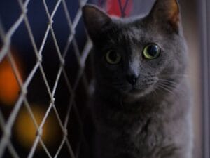 Mallas para gatos en balcones vs. ventanas hay diferencia