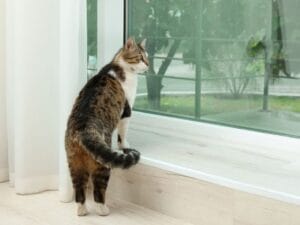 Tu gato mira demasiado por la ventana Lo que podría significar