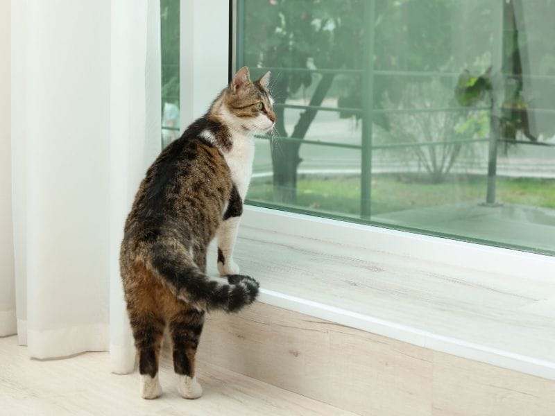 Tu gato mira demasiado por la ventana Lo que podría significar