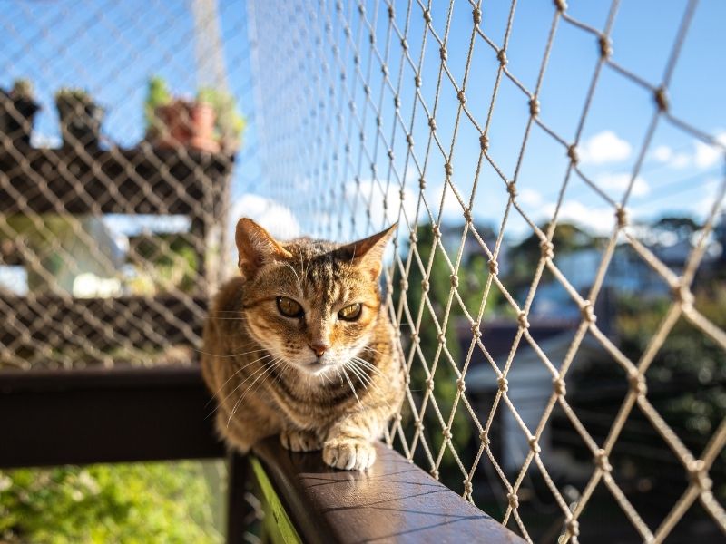 Señales de que tu gato necesita un balcón más seguro. Mallas Económicas