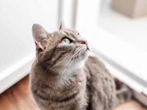 Cómo mantener ventilado tu apartamento sin poner en riesgo a tu gato. Mallas Económicas