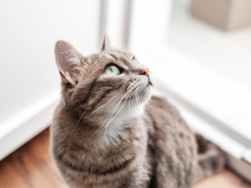Cómo mantener ventilado tu apartamento sin poner en riesgo a tu gato. Mallas Económicas